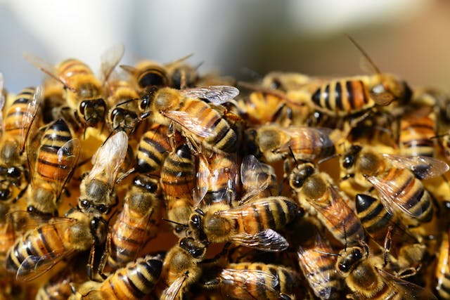 Groupe d'abeilles